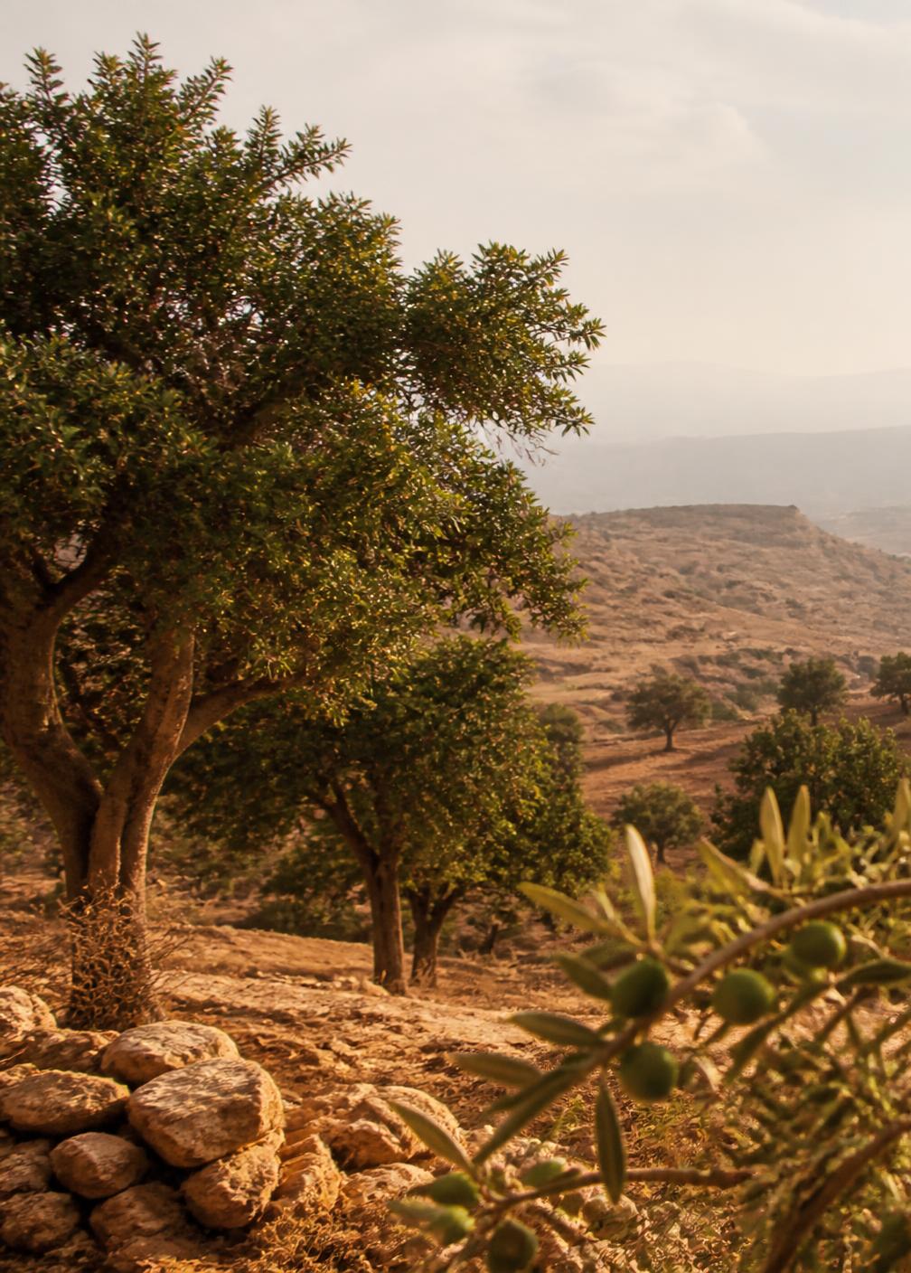 Argan grove growing across a dry hillside