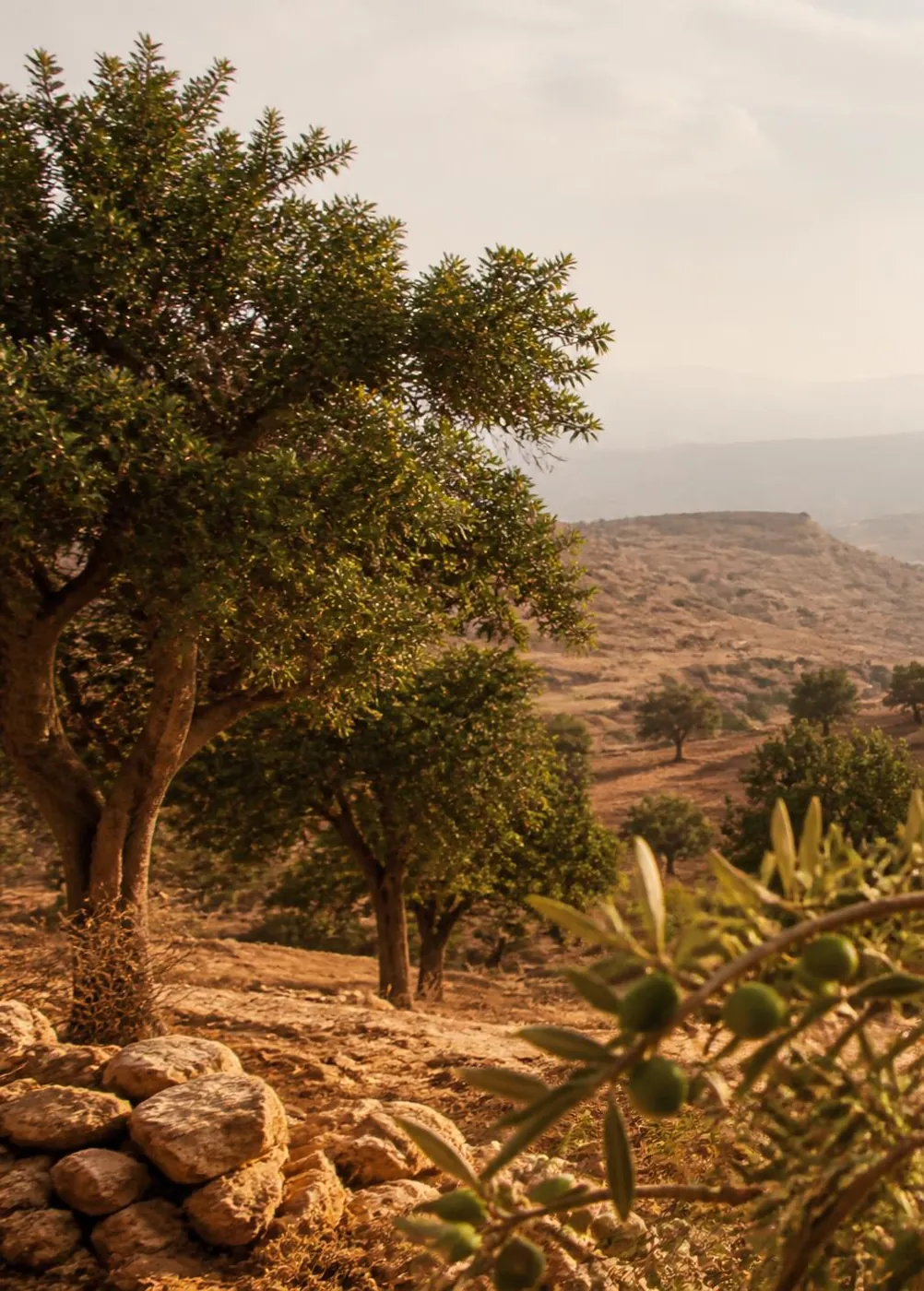 Argan grove growing across a dry hillside
